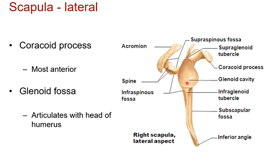 <p>With the lateral view you’re coming in from the sagittal view and looking at it from the side </p><p></p><p>Coracoid process - most anterior. good hook for multiple muscles including biceps, brachi muscle, and others</p><p>Glenoid fossa - articulates with head of humerus. its </p><p></p><p>distinguishing feature is the coracoid process seen</p>