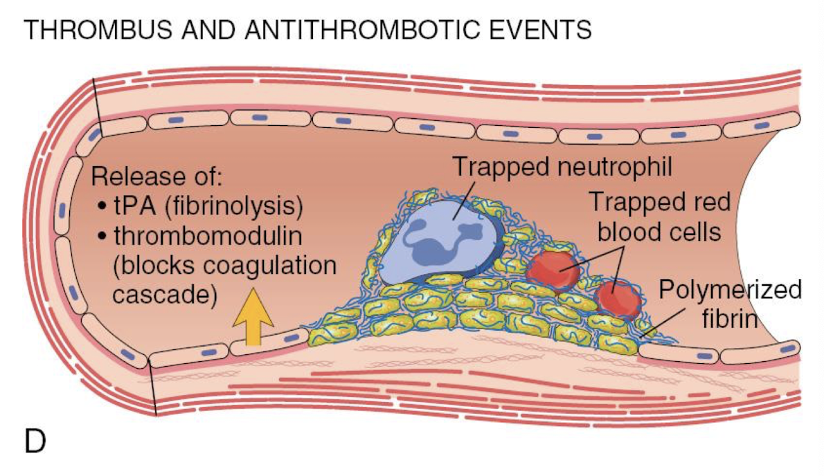 <ol><li><p>tPA → fibrinolysis</p></li><li><p>thrombomodulin → blocks CoAg cascade</p></li></ol><p></p>