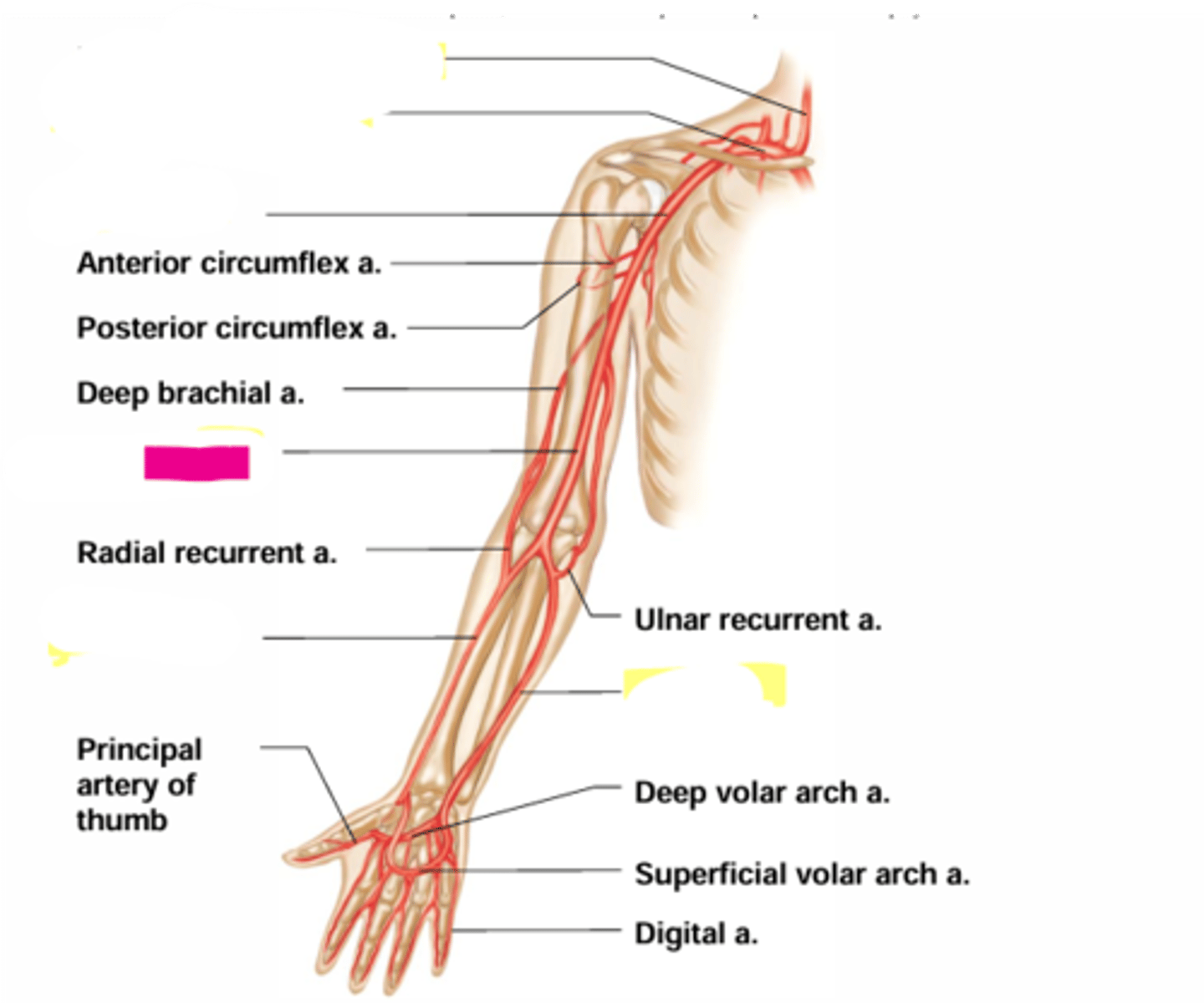 knowt flashcard image