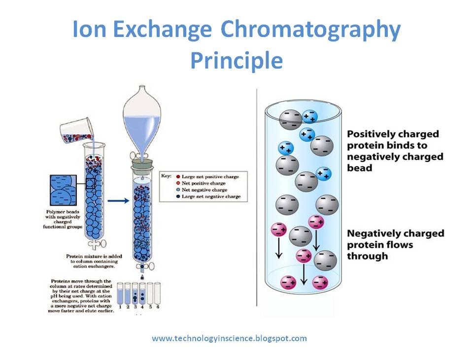 <p>net charge</p><ul><li><p>the column is filled with charged beads: either positivity or negativity charged</p></li><li><p>cation exchange; negatively charged beads: negatively charged proteins elute first</p></li><li><p>anion exchange: positively charged beads positively charged proteins elute first </p></li></ul><p></p>