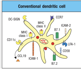 <ul><li><p>activate Naive T cells</p></li><li><p>matue cDCs express many molecules to aid in T cell activation</p></li><li><p>multiple types</p></li></ul><p></p>