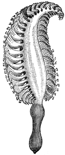 <p>Pennatula (Sea-pen)</p>