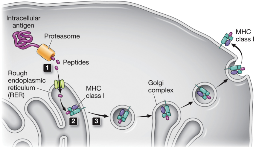 <ol><li><p>cytoplasmic proteins digested by the proteasome</p></li><li><p>peptides transported to the ER where they bind to the peptide-binding site</p></li><li><p>the complex leaves the ER and travels through the secretory pathway to the plasma membrane where it is presented to T cells</p></li></ol><p></p>
