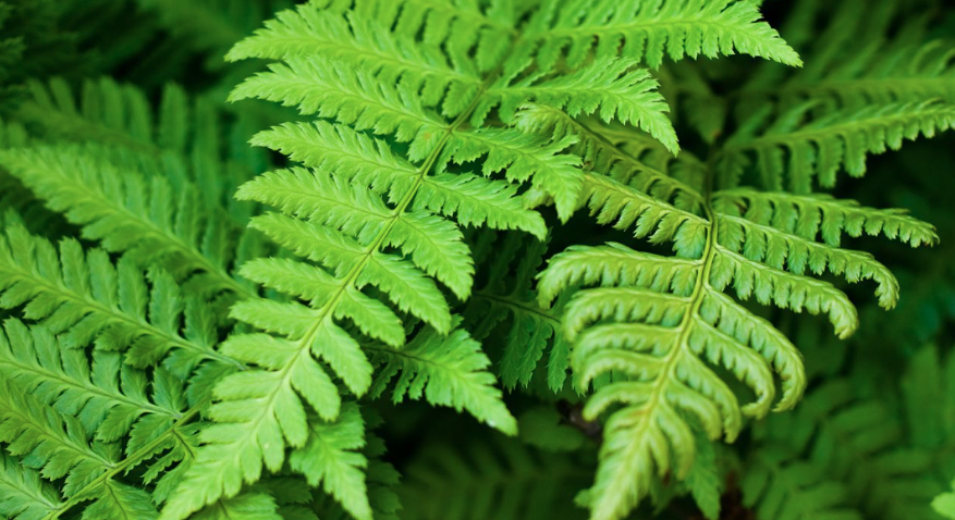 <p>photosynthesize</p><p>multicellular</p><p>vascular tissue</p>