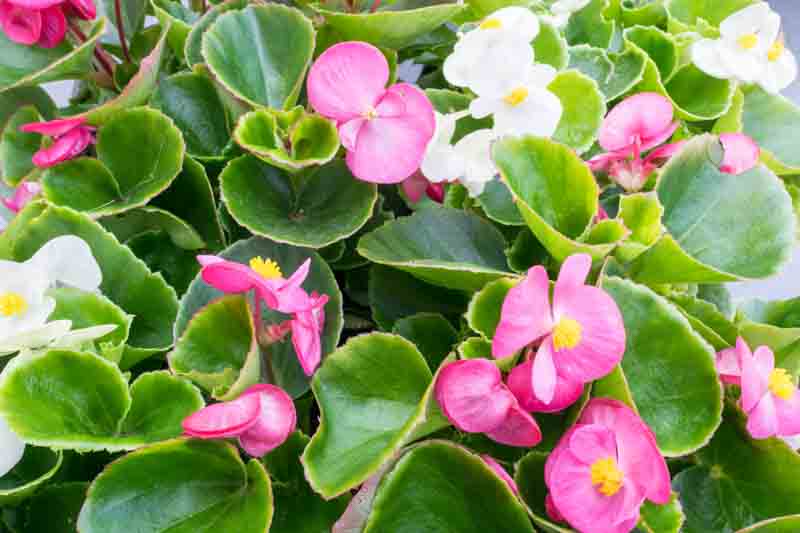 <p>Wax Begonia</p>