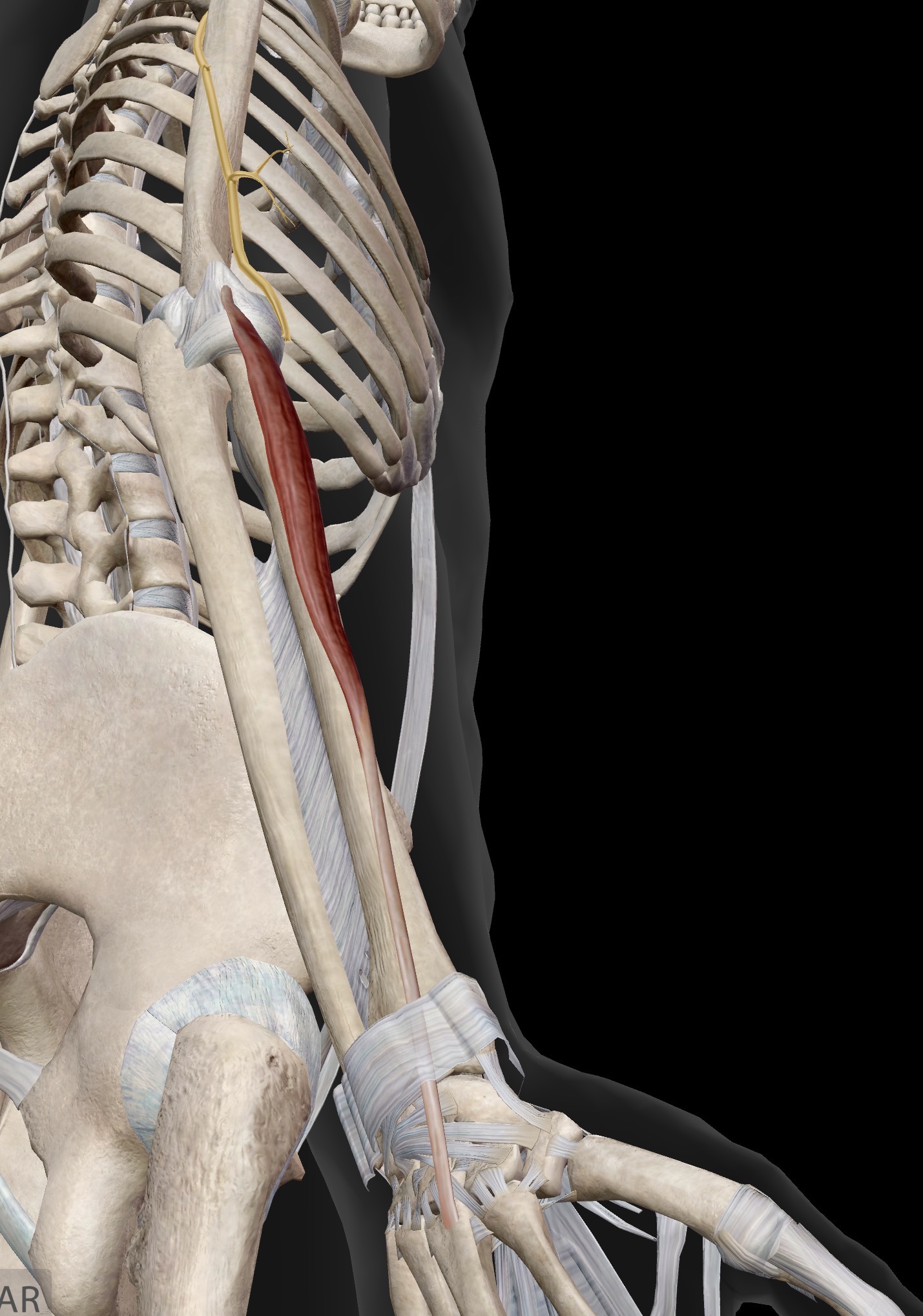 <p>Name the muscle and corresponding letter ( O = origin, I = insertion, A = actions, IN = innervation)</p><p>O</p><p>I</p><p>A</p><p>IN</p>