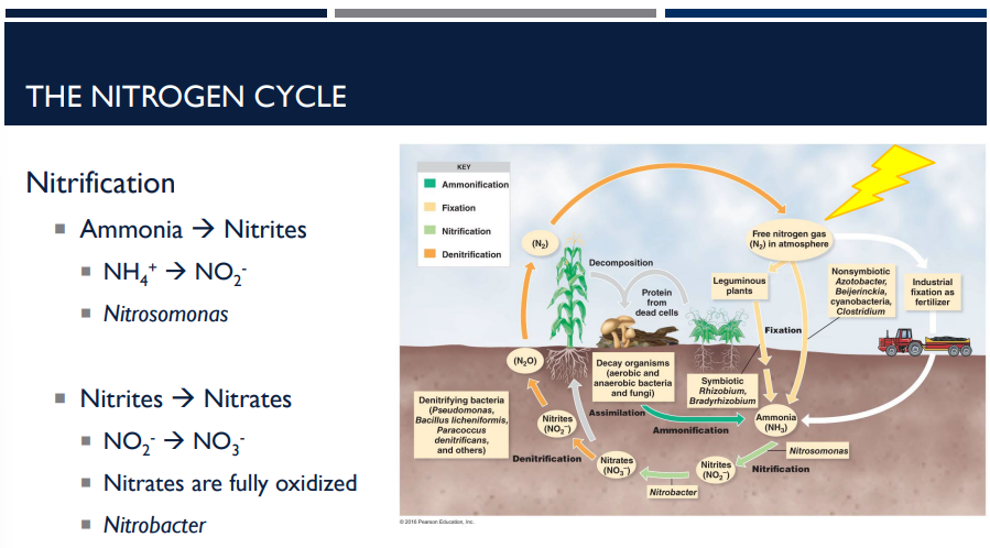 <p>What is nitrification? Describe how it works in the nitrogen cycle. </p>