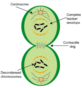 <ul><li><p><span style="background-color: transparent; font-family: "Proxima Nova", sans-serif;"><span>Chromosomes arrive at opposite poles</span></span></p></li><li><p><span style="background-color: transparent; font-family: "Proxima Nova", sans-serif;"><span>Daughter nuclei form</span></span></p></li><li><p><span style="background-color: transparent; font-family: "Proxima Nova", sans-serif;"><span>Chromosomes disperse</span></span></p></li><li><p><span style="background-color: transparent; font-family: "Proxima Nova", sans-serif;"><span>Spindle fibers disperse</span></span></p></li><li><p><span style="background-color: transparent; font-family: "Proxima Nova", sans-serif;"><span>Cytokinesis begins</span></span></p></li></ul><p></p>