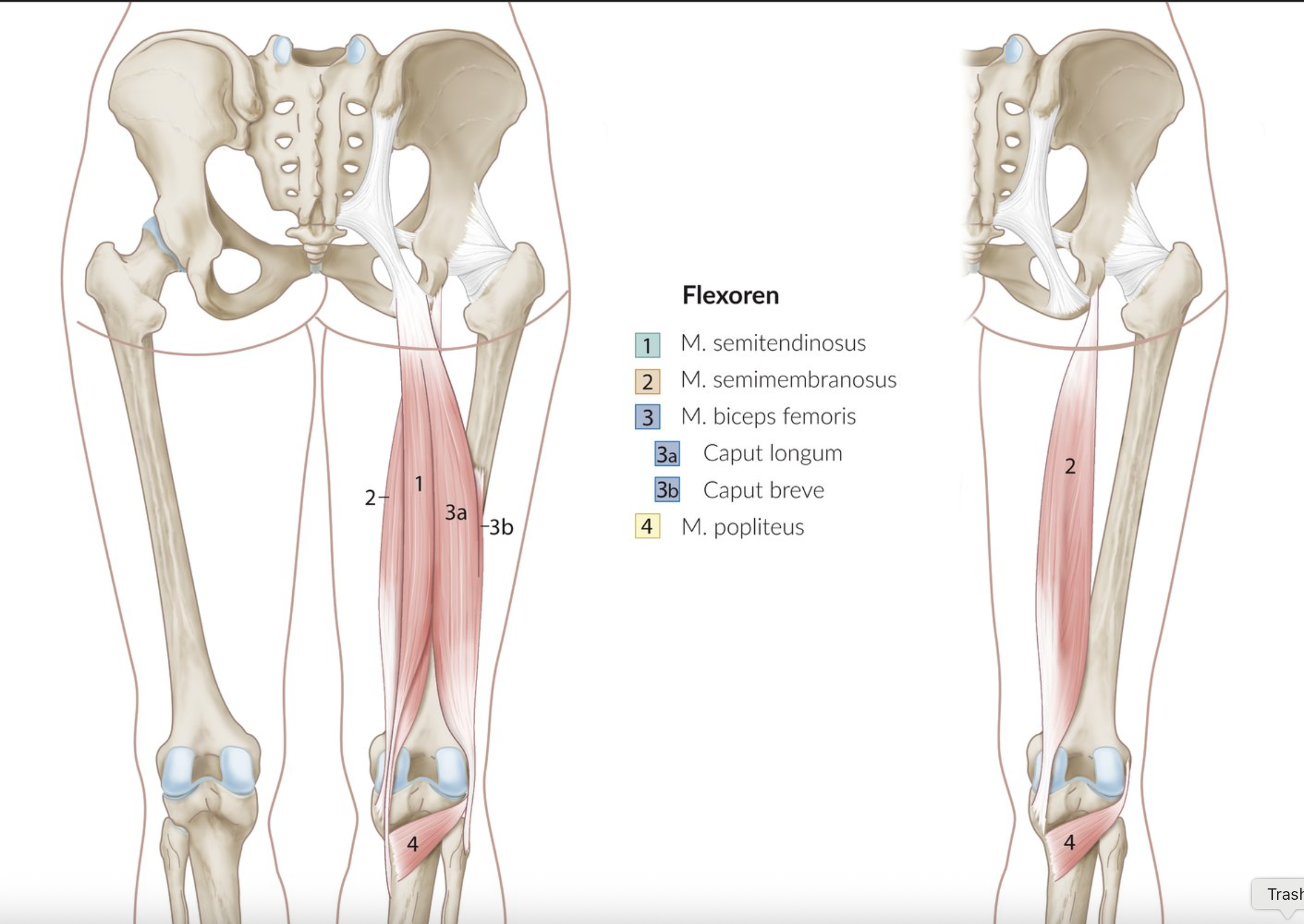 <p>A. Biceps femoris muscle</p>
