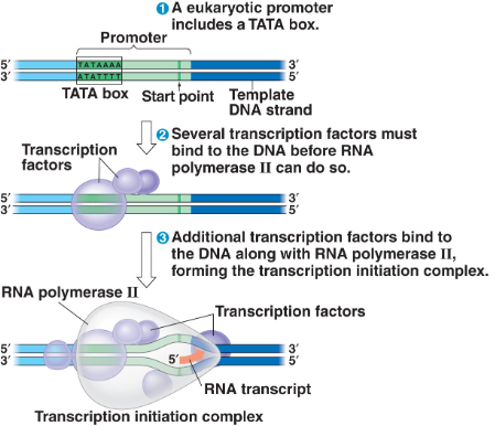 <p>RNA polymerase attaches to the <em>promoter</em> region of the DNA, RNA polymerase unzips DNA and initiates transcription</p>