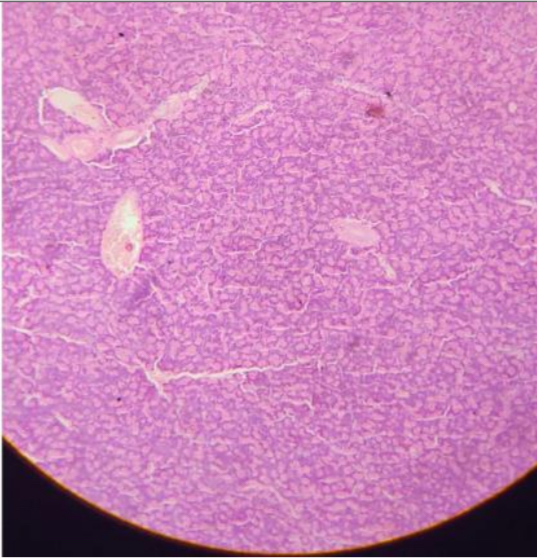 <p>How do you identify the pancreas histologically?</p>