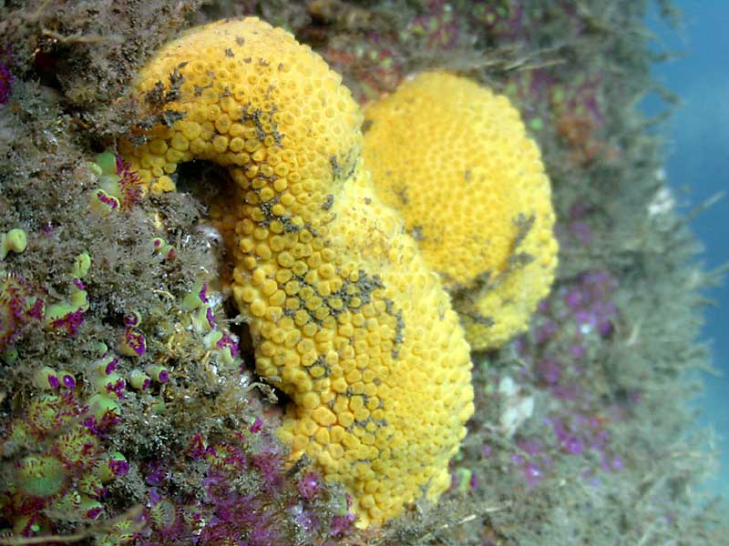 <p>phylum porifera</p>