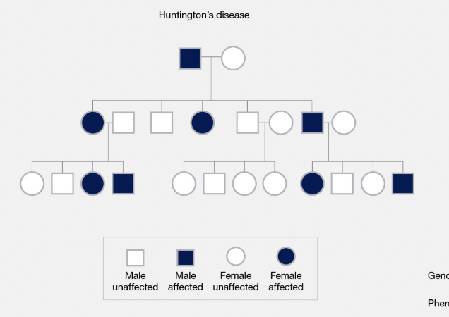 <p>A trait located on a non-sex chromosome; affects males and females equally.</p>