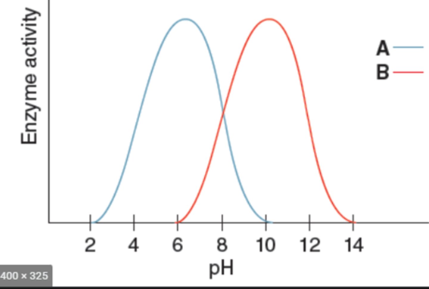 <p>Which enzyme (A or B) would most likely be found in the small intestine?</p>