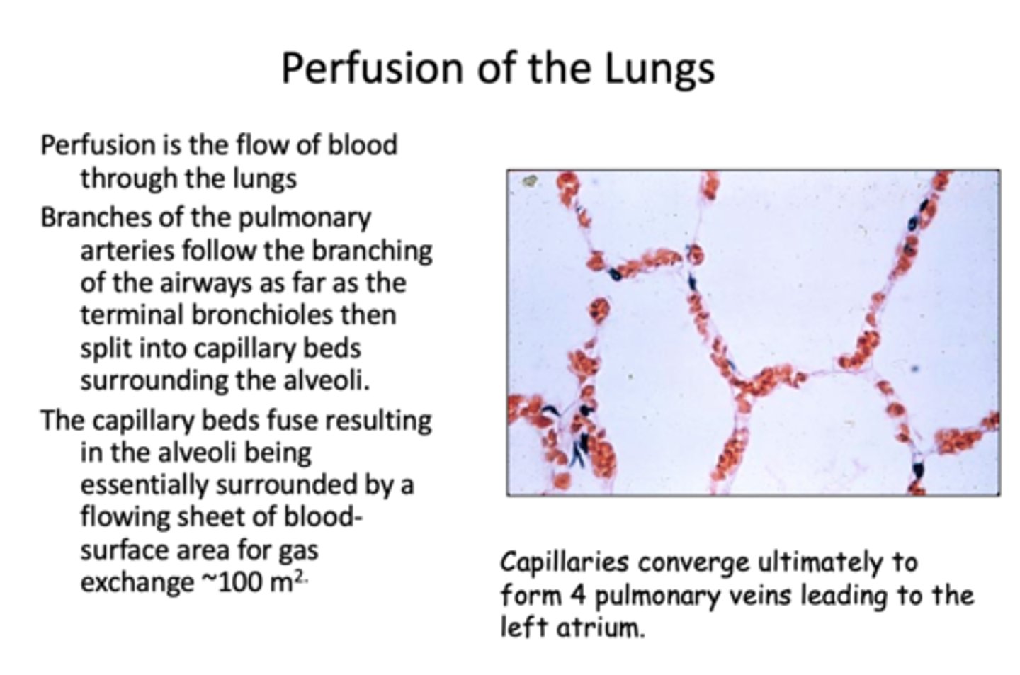 <p>alveoli</p>