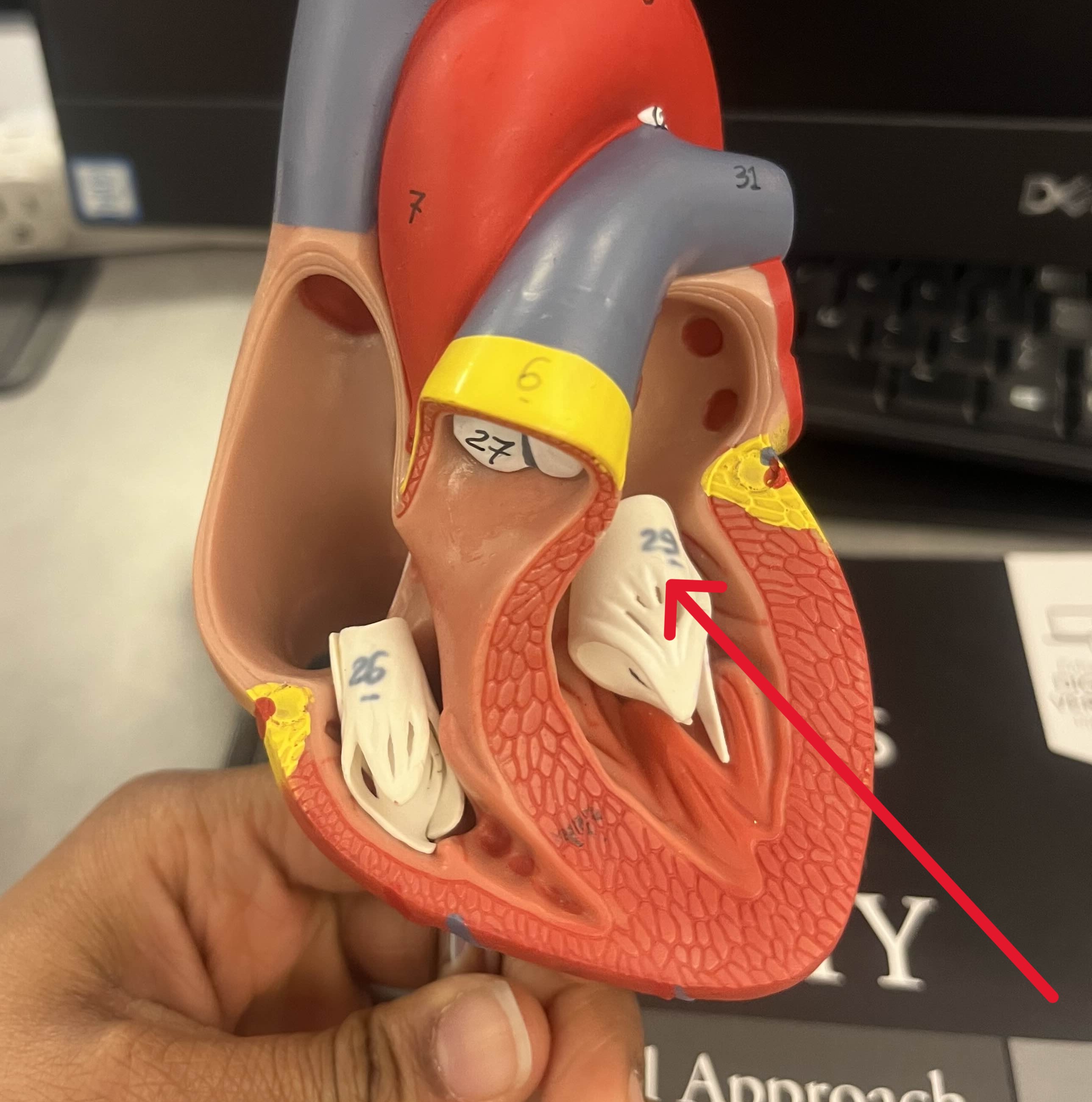 <p>Which valve of heart:</p><ul><li><p>Between <u>left</u> atrium and <u>left</u> ventricle</p></li></ul><p></p>