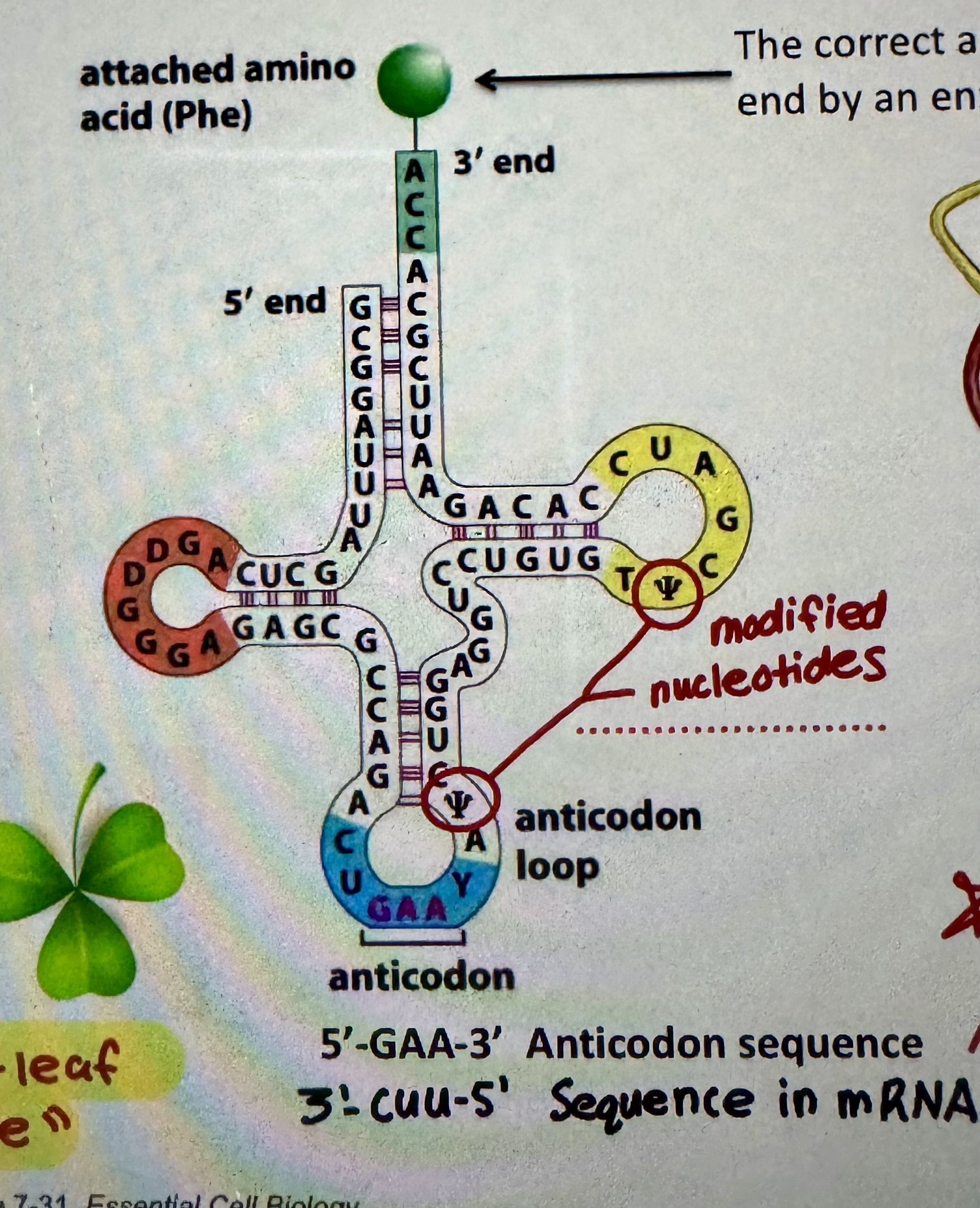 <p>“Clover-leaf” structure</p>