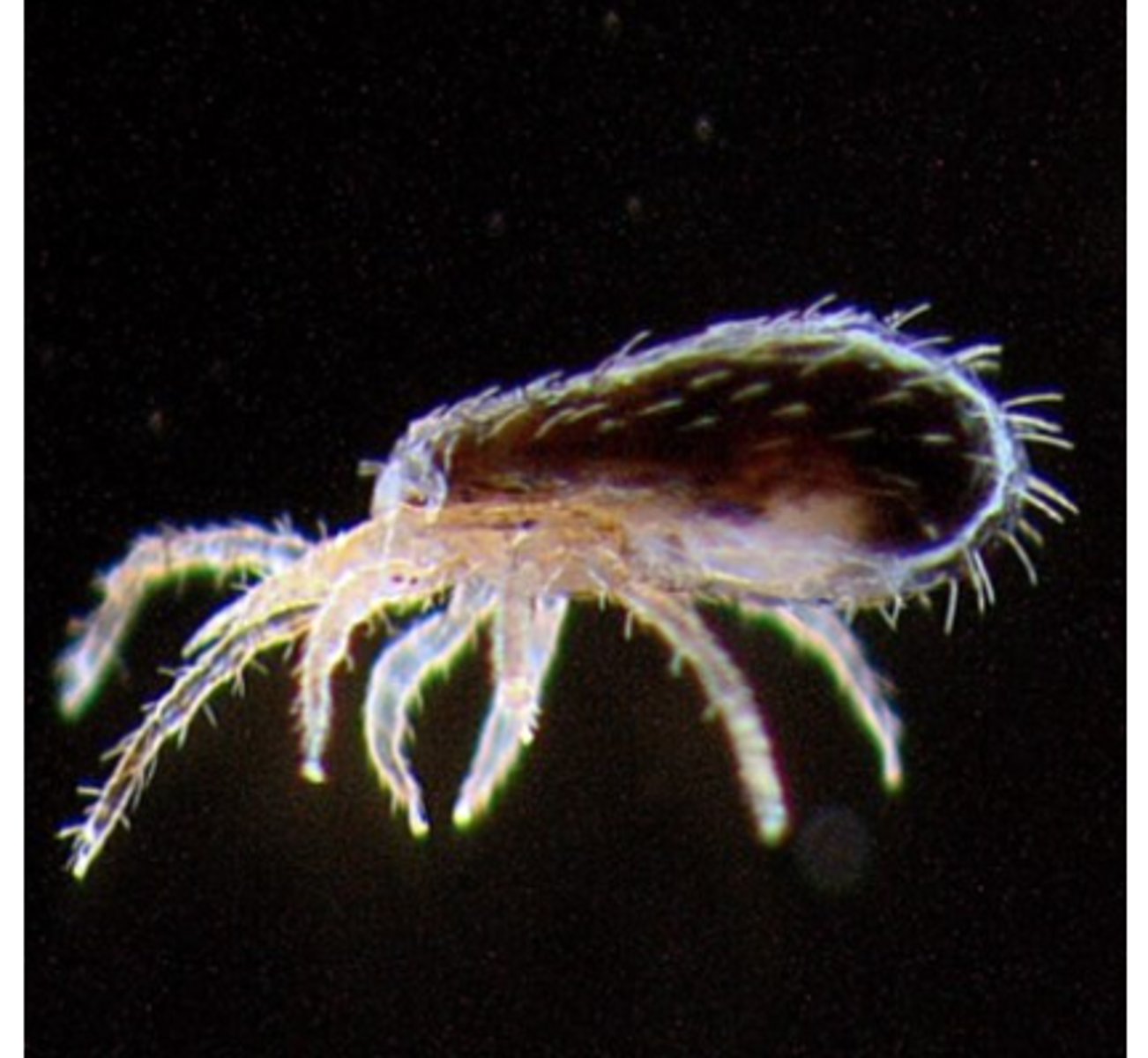 <p>The preferred feeding sites are on the head, vent etc but in heavy infestations the mites will be</p><p>found on all body parts</p><p>Large numbers of parasites give the feathers a dirty appearance;</p>