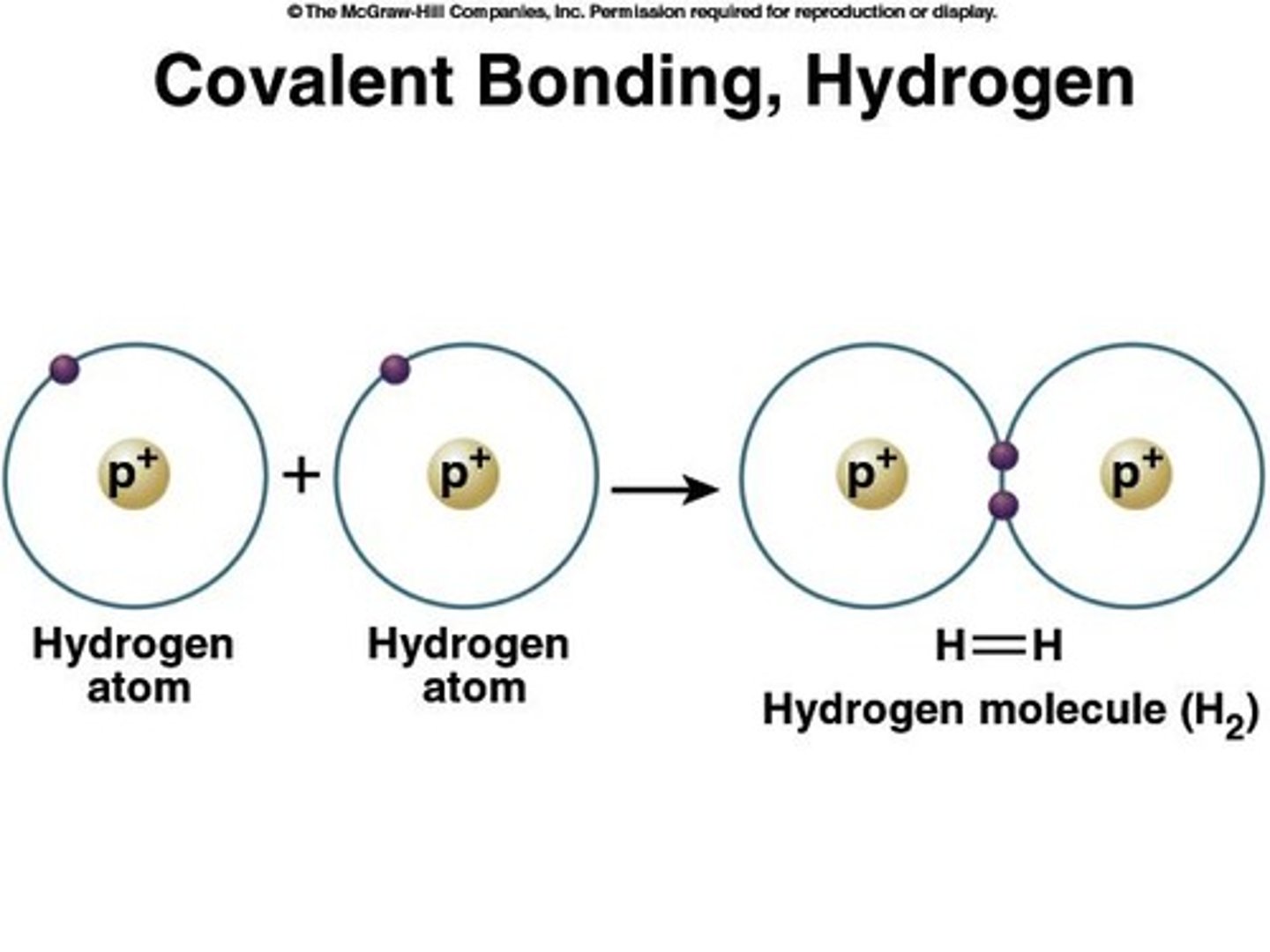 <p>Share one electron pair.</p>