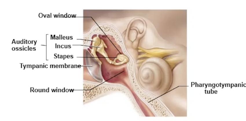 <p>Tympanic Cavity</p><ul><li><p>air-filled cavity in temporal bone</p></li><li><p>Tympanic membrane is <strong>lateral</strong> to CAVITY</p></li><li><p>Bony wall is <strong>MEDIAL </strong>to cavity</p><ul><li><p>i.e. cavity lies in between both</p></li></ul></li></ul><p>Bony wall = oval and round window</p><p>Auditory ossicles = malleus, incus, stapes</p><p>Pharyngotympanic tube: connects middle ear to nasopharynx</p><ul><li><p>Equalises air pressure in middle ear cavity</p></li></ul><p>→ open to nose and throat, microorganisms can travel and cause infections</p><ul><li><p>*middle ear infections can cause tympanic membrane to be inflamed and red</p></li><li><p>more common in children</p></li></ul><p></p>