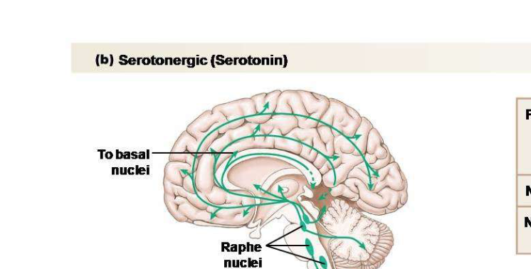 <p>Explain the role of the serotonin neurotransmitter.</p>