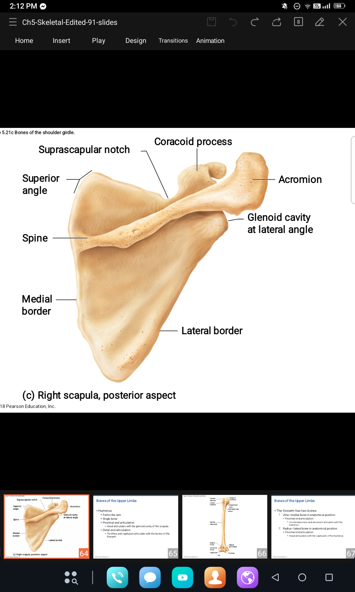 <p>Spine, Medial border, Lateral border </p>