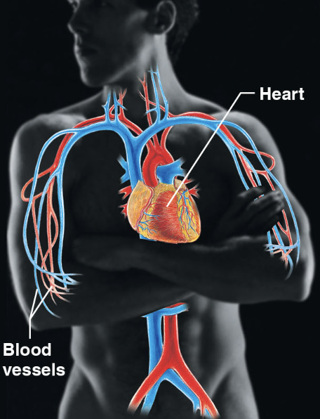 heart (pumps blood) and blood vessels (transport oxygen, carbon dioxide, nutrients, waste etc.)