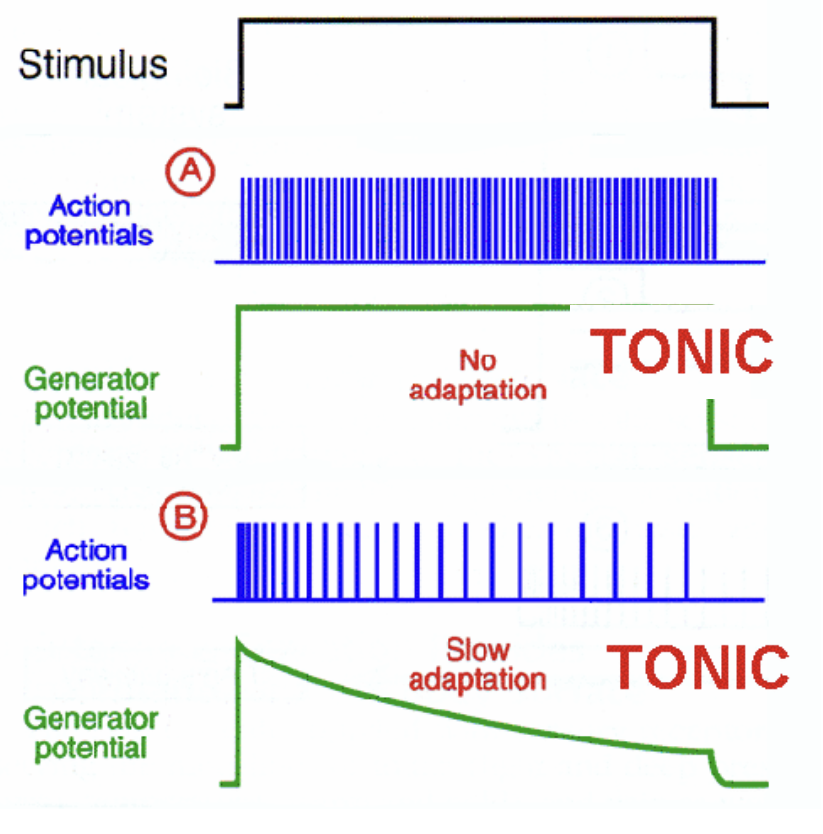 <p>Tonic Sensory Receptors</p>