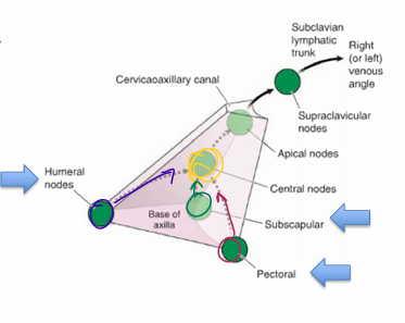 <p>anterior</p><p></p><p>skin &amp; muscle of:<br>- anterior + lateral thoracic walls + 85% of female breast</p>