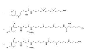 <p>Fill in the blank…</p><p>Spider venom, among other ingredients, contains ( ), which are composed of hydrophobic aromatic ( ) linked to chains of amino propyl, aminobutyl, or aminopentyl units. </p>