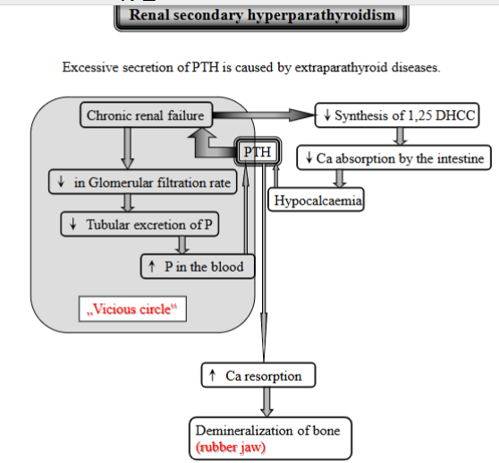 <p><strong>Excessive PTH secretion</strong> caused by kidney disease. (extraparathyroid diseases). </p><p>Process: </p><ol><li><p><strong>CRF </strong>- kidneys fails</p></li><li><p><strong>decreased glomerular filtration rate </strong></p></li><li><p><strong>decreased tubular excretion of phosphorus</strong> - kidneys cannot get rid of enough</p></li><li><p><strong>increased P in the blood</strong> + kidneys cannot make vitamin D → decreased Ca absorption from intestine → <strong>hypocalcemia</strong></p></li><li><p>increased PTH secretion - due to low Ca</p><ul><li><p>PTH will get Ca from bones, demineralization of bone → rubber jaw</p></li></ul></li></ol><p><strong>Vicious cycle:</strong> increased PTH → further contributes to bone problems → kidney failure gets worse and so on. (constant stimulation → glands enlarge + secrete PTH)</p>