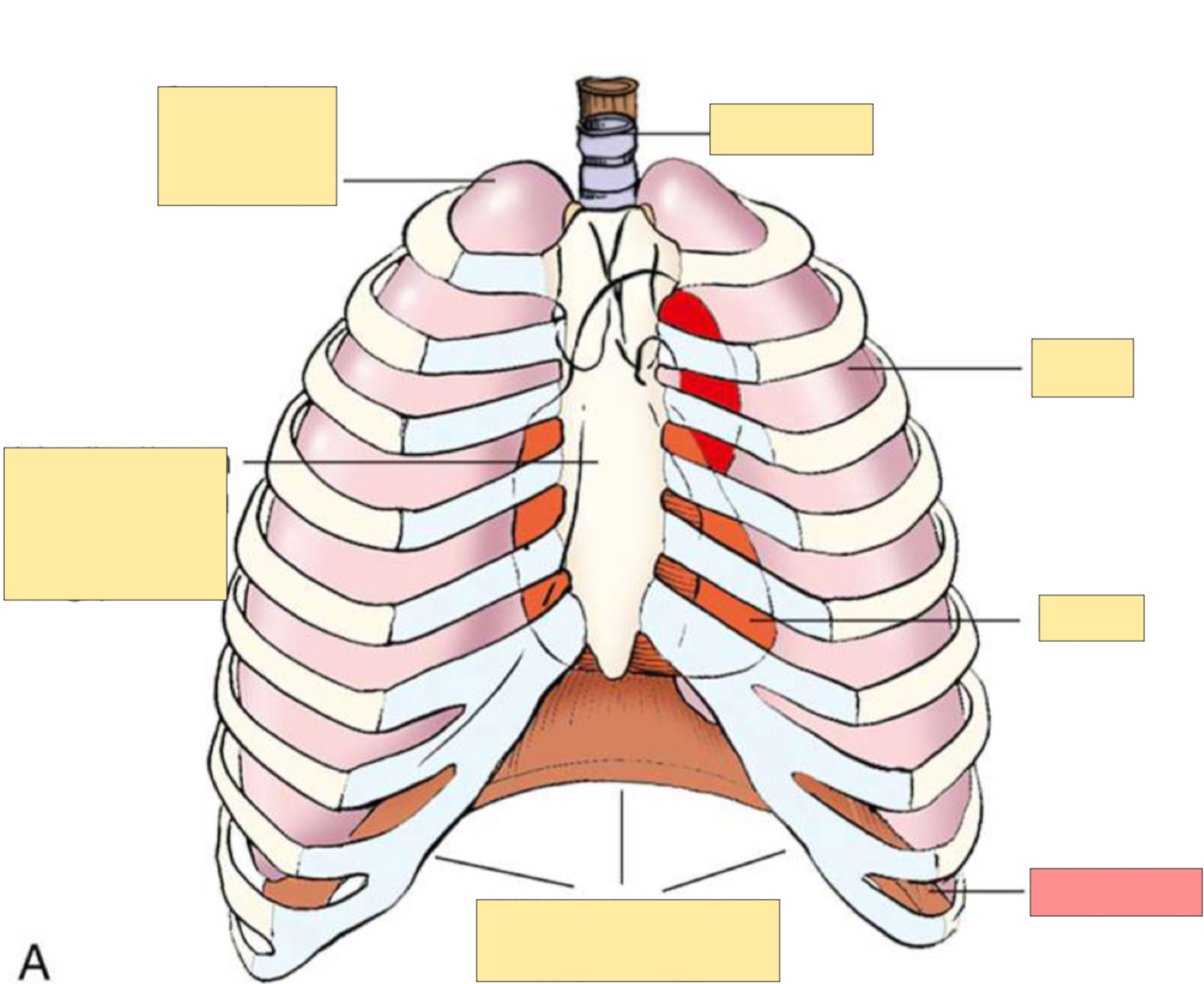 <p>What body part is this? </p>