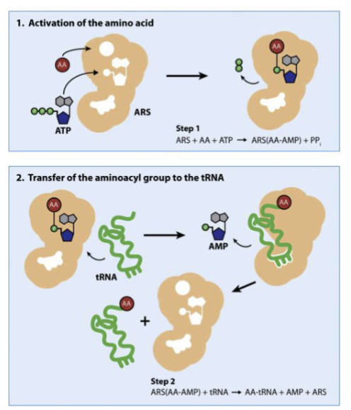 <p>ARS→ protein that attaches amino acids to 3’ end of mature tRNA <em>in cytosol</em></p><p>how?</p><ol><li><p>ATP and aa bind to ARS, ATP is used to link aa to AMP forming <em>aminoacyl-AMP</em></p></li><li><p>tRNA binds ARS, aa is transferred from AMP to tRNA to form aminoacyl-tRNA→ tRNA is now <em>charged</em></p></li></ol><p></p>