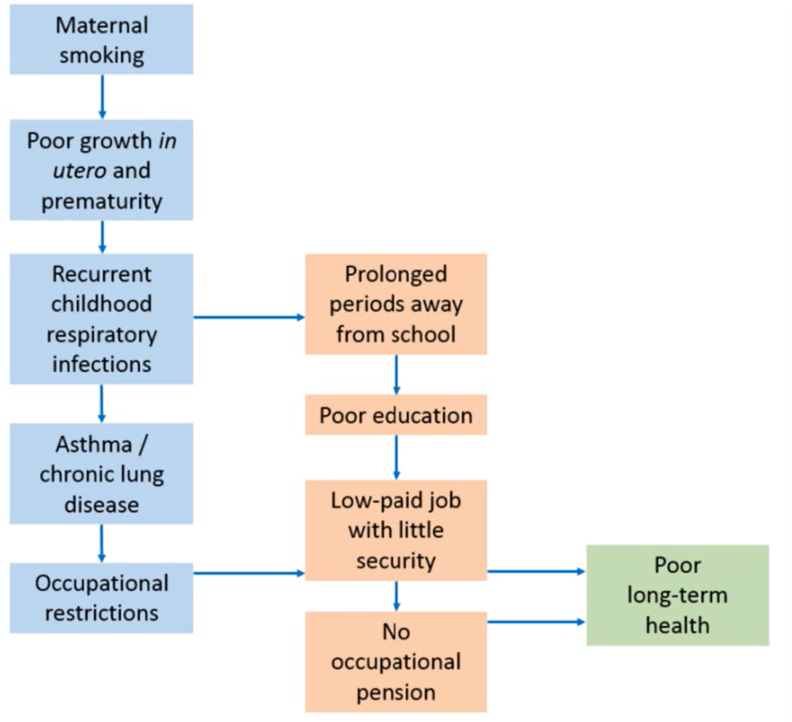 <ul><li><p>describes interlinking of factors through life and accumulation of adverse factors to health</p></li></ul><p></p>