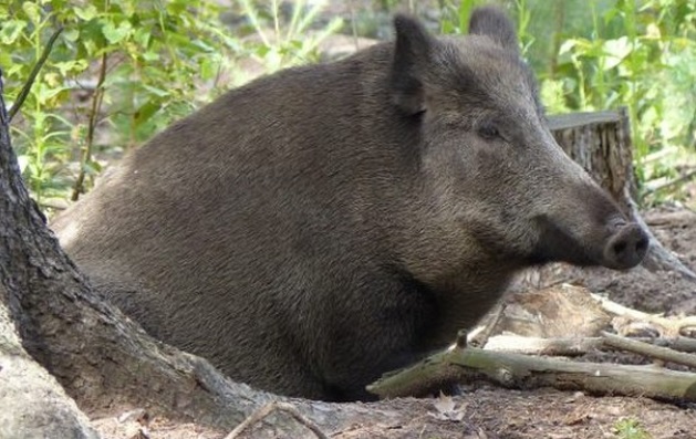 <p>zařaď živočicha do systému</p><p>Třída - řád - čeleď - druh čeština (latina)</p>