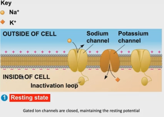 knowt flashcard image
