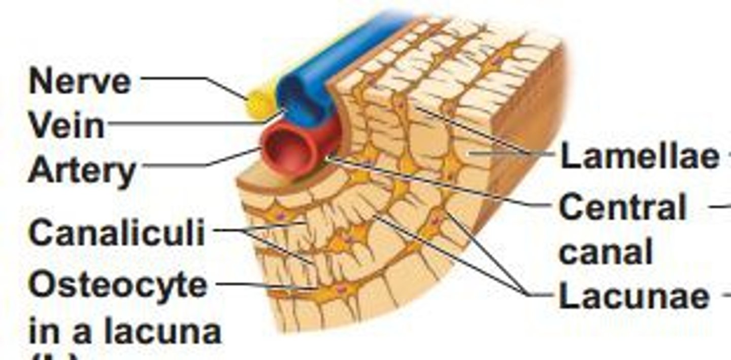 <p>structural unit of compact bone</p>