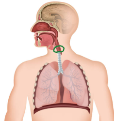 <p>Voice box: Has Vocal Cords</p>