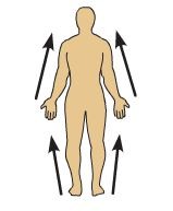 <p>closer to the origin of the body part or the point of attachment of a limb to the body trunk</p>