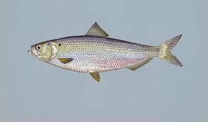 <p><span><span>The native range of this fish is found along the </span></span>Atlantic Coast<span><span> from </span></span>Cape Breton<span><span>, Nova Scotia, to the </span></span>St. Johns River<span><span>, Florida. During spawning season, it migrates into coastal rivers.</span></span></p>