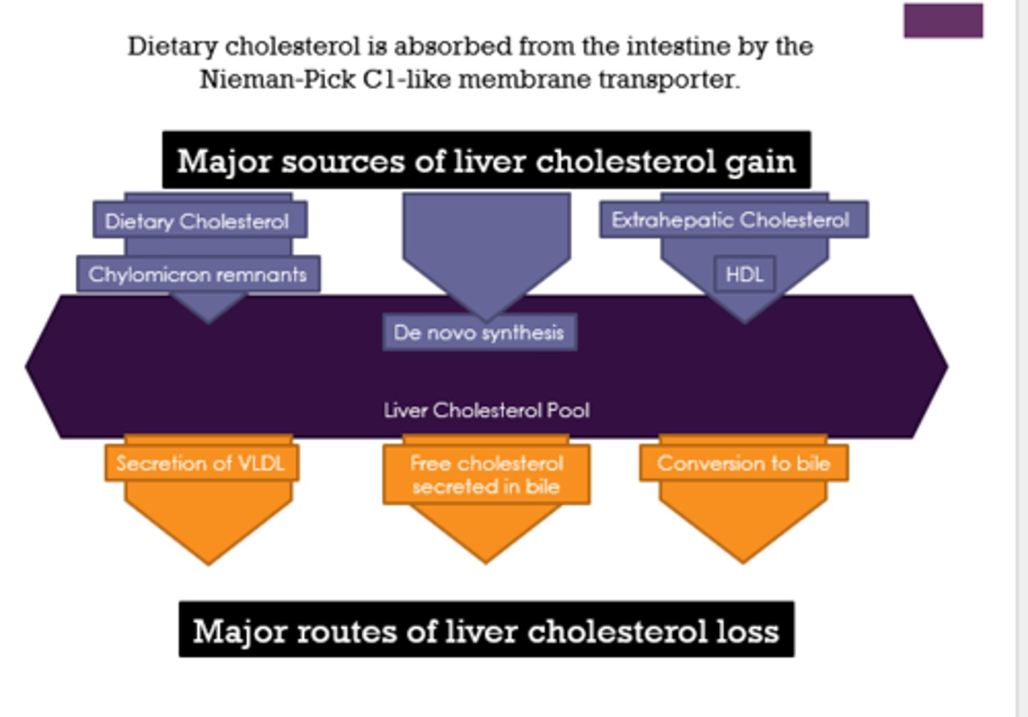<p>dietary cholesterol, chylomicron remnants, extrahepatic cholesterol, HDL, de novo synthesis</p>