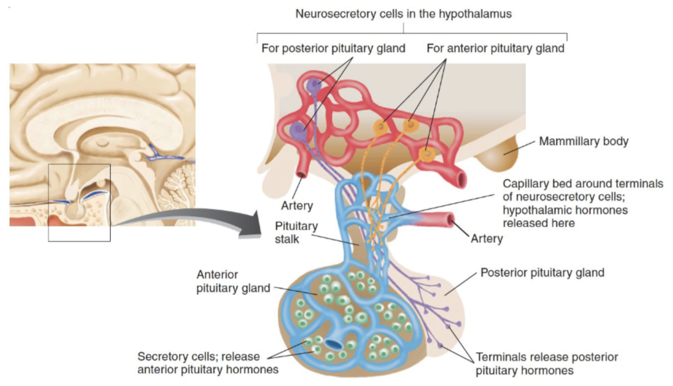 <p>→ part of the <strong>forebrain</strong>; connects the nervous system to the endocrine system via the <strong>pituitary gland</strong></p><ul><li><p>Considered to be the “master hormonal regulator” since the hormones it releases regulates the functions of other <strong>endocrine glands</strong></p></li><li><p>Bilateral structure made up of several nuclei that regulate ANS activity:</p><ul><li><p>Notably involved with behaviours directly related to survival (feeding, fighting, fleeing, & mating)</p></li><li><p>Body temp., circadian rhythm, hunger, sex, etc.</p></li></ul></li></ul><p></p>
