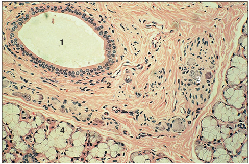 <p>Identify the structure:</p><p>Specie:</p><p>Parts:</p><p>1.__ 2.__ 3.__ 4.__</p><p>Stain used:</p>