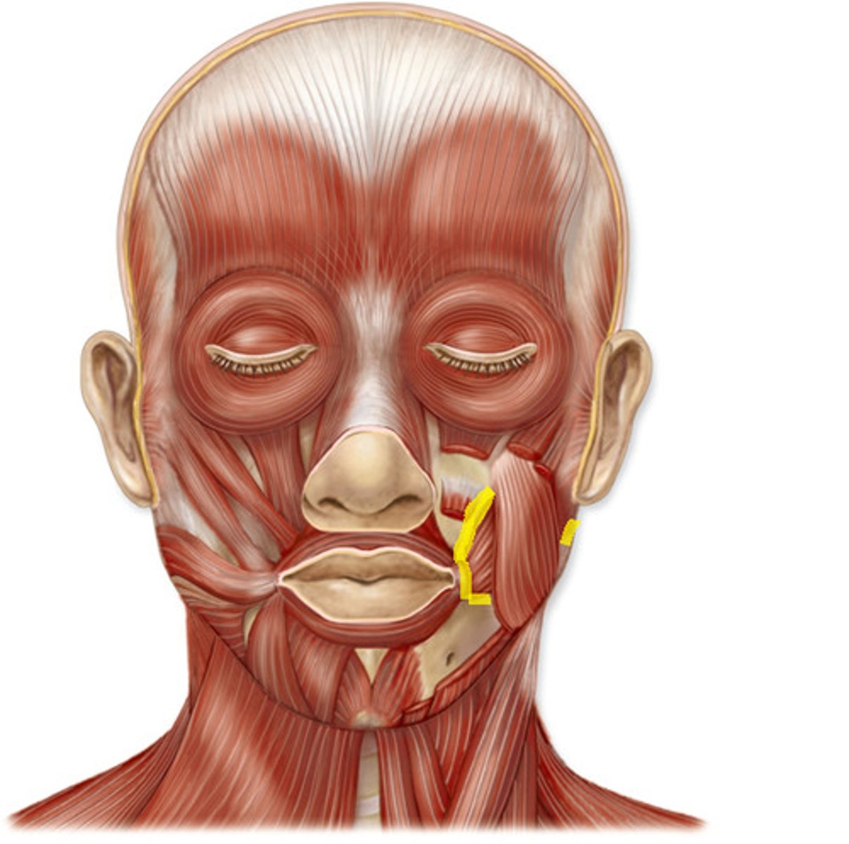 <p>- pull mouth laterally &amp; tightening cheeks</p>