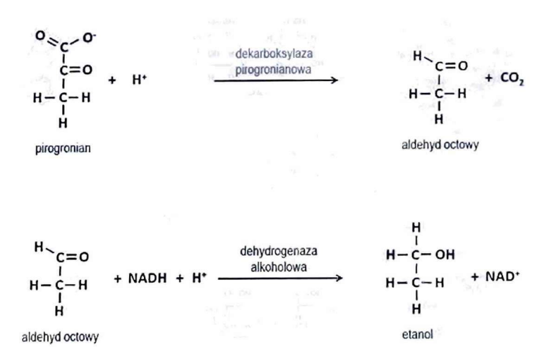 <p>fermentację alkoholową</p>