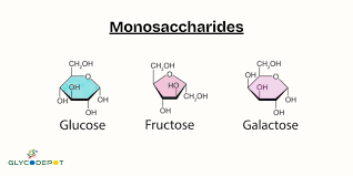 <ol><li><p>monosaccharide</p></li></ol><p></p>