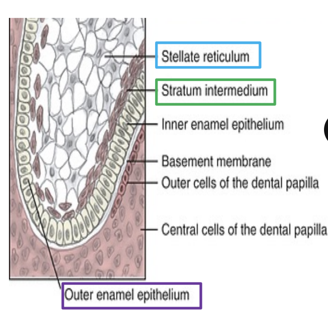 <p>stellate reticulum and stratum intermedium </p>