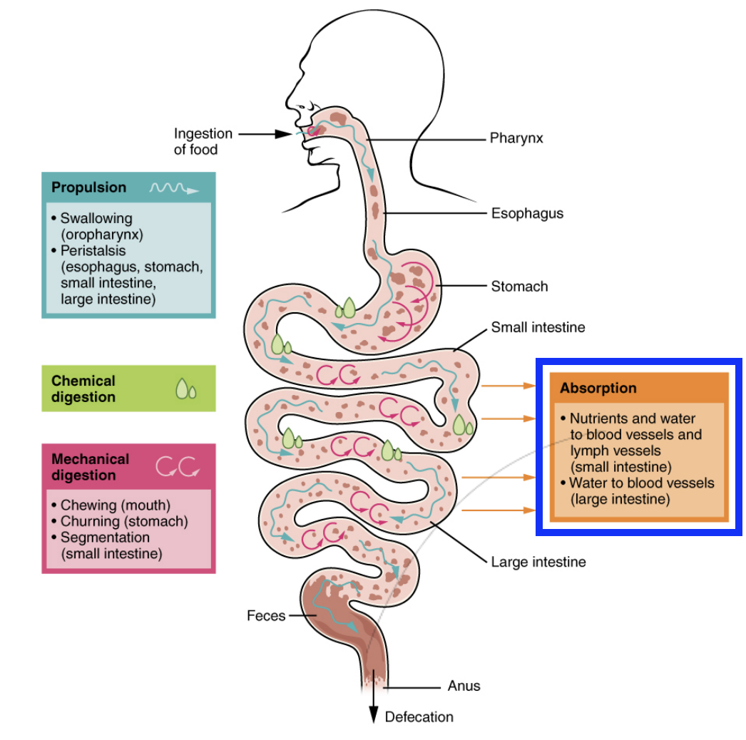 <p>Movement of nutrients from chyme present in lumen, into the bloodstream.</p><p>Small intestine:</p><ul><li><p>Mostly water absorbed</p></li><li><p>Mostly nutrients absorbed</p></li></ul><p>Large intestine:</p><ul><li><p>Mostly water absorbed</p></li><li><p>Causes stool to become firm</p></li></ul><p></p>
