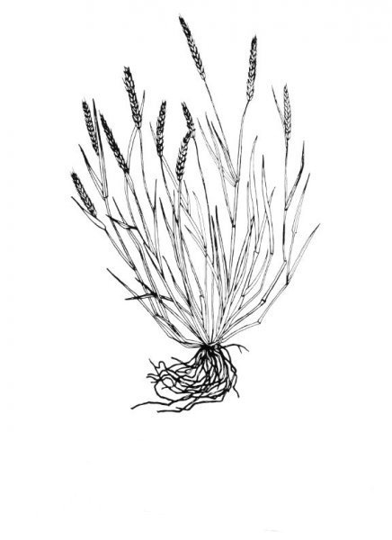 Little barley