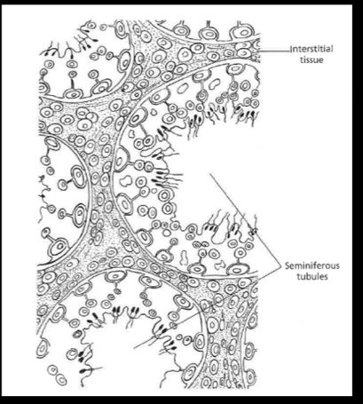 <p>Sertoli cells</p>